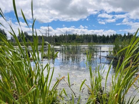 view of a marsh with a waterfowl trap hidden