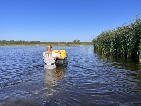 biologist wades in deep water with a duck trap