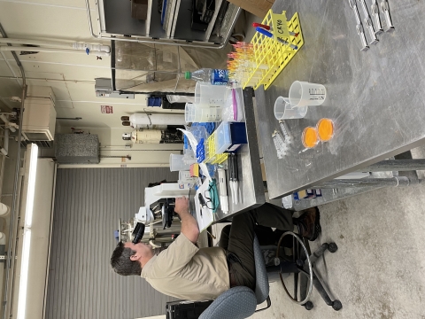 William Wayman checking Chihuahua Chub sperm motility under microscope.