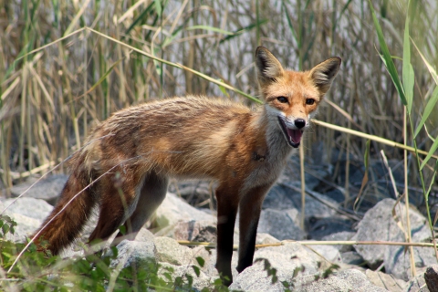 Lone red fox standing amongst rocks
