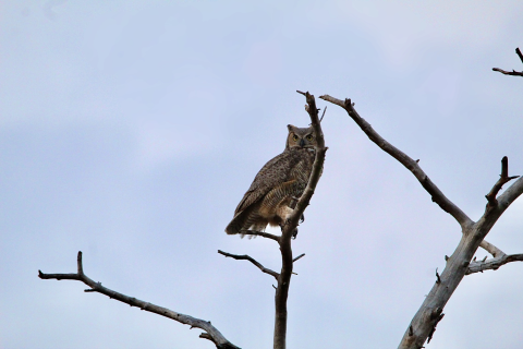 Great horned owl