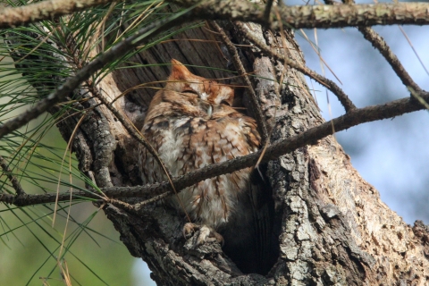 Screech owl huddled in nest of tree