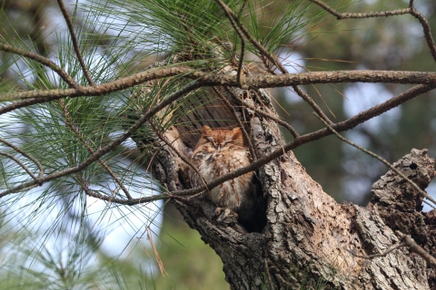 Screech owl in nest of tree