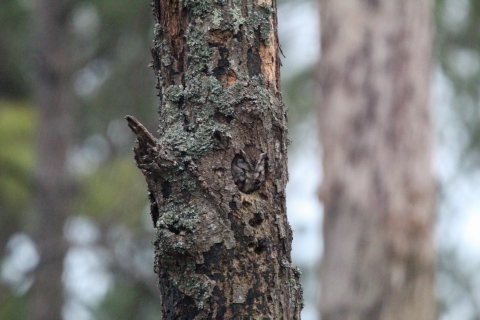Screech owl peeking out from nest in tree