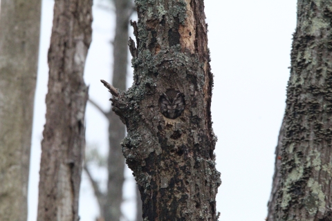 Baby screech owl in nest 