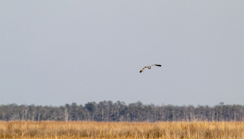 Short-eared owl flying over wetlands