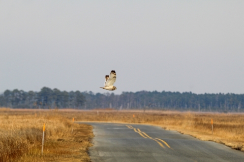 Short-eared owl flying over road