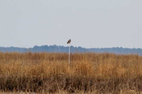 Short-eared owl perched on pole 