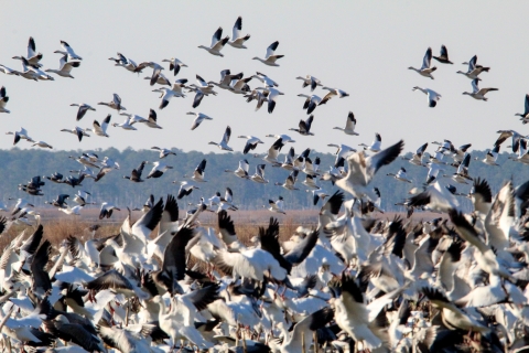 Flock of snow geese