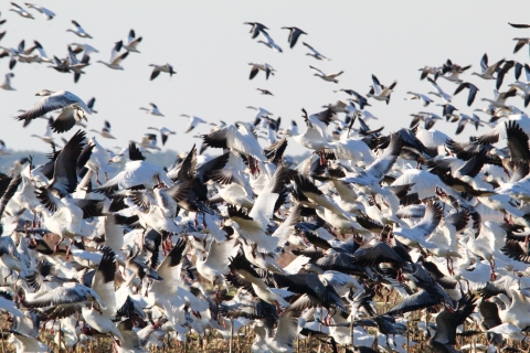 Flock of snow geese flying 