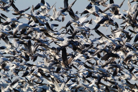 Snow geese in flight