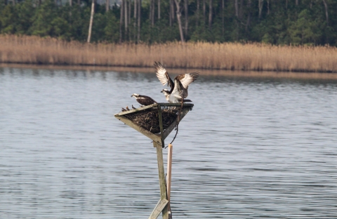 Osprey family