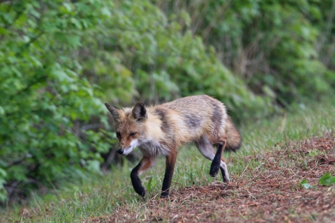 Red fox at refuge
