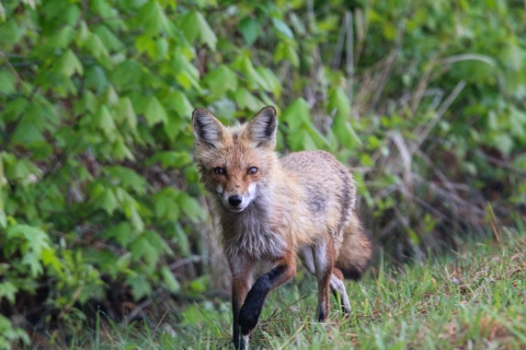 Red fox at Blackwater National Wildlife Refuge