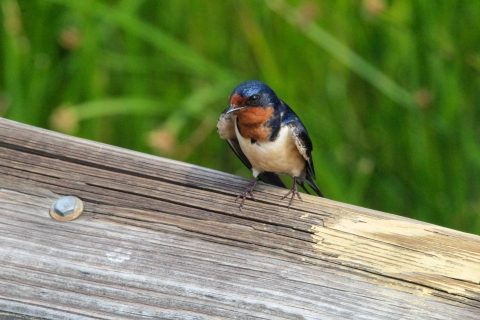 Tree swallow