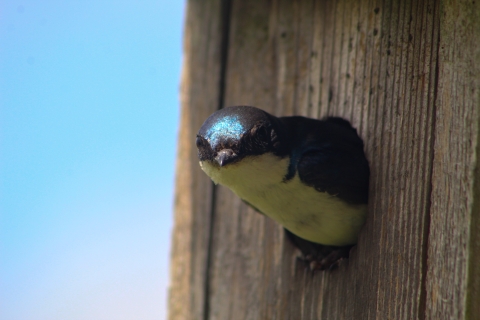 Tree swallow in nest box
