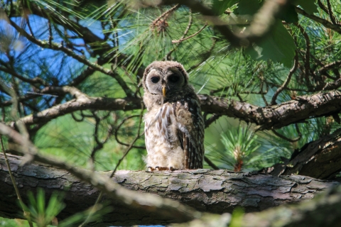 Barred owl
