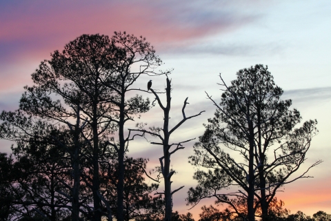 Lone bald eagle on branch of tree