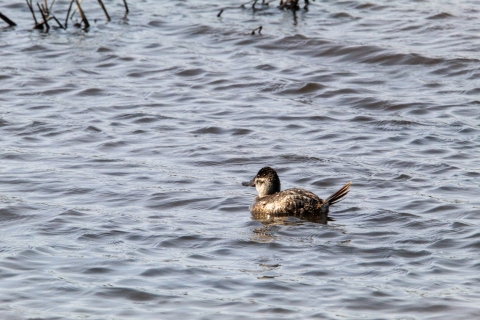 Ruddy duck