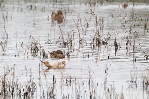 Mallards in water