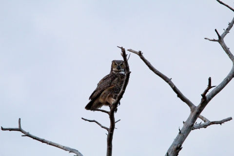 Great horned owl