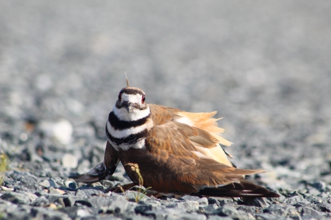 Killdeer