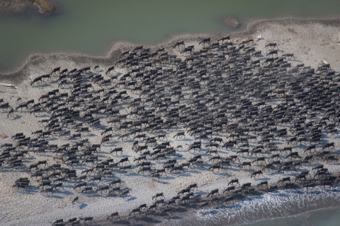 Thousands of caribou gather near the shores of the Beaufort Sea, their brown bodies popping against green grasses and blue water lapping against sandy shores.
