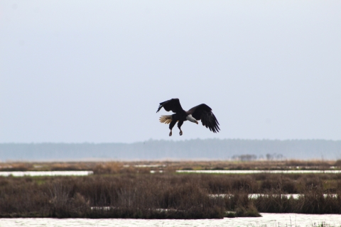 Bald eagle ready to land in field
