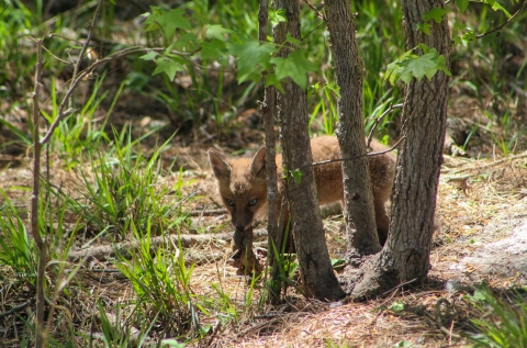 Young red fox standing behind small trees