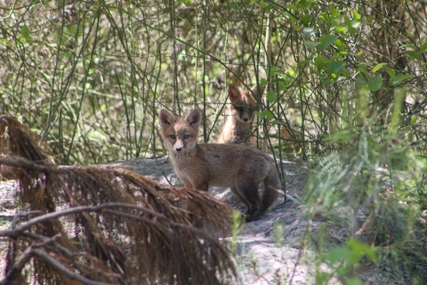 Two young red foxes sheltered by undergrowth