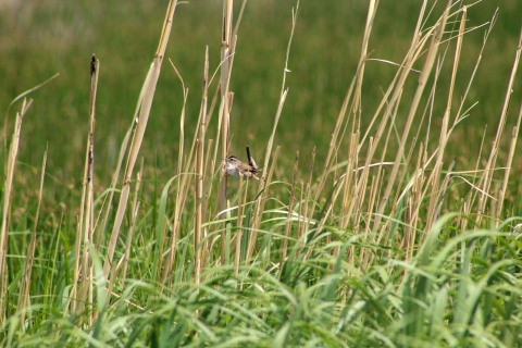 Marsh wren