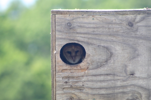 Barn owl in nest box