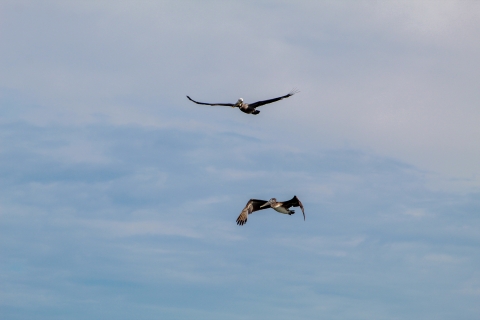 Two brown pelicans in flight