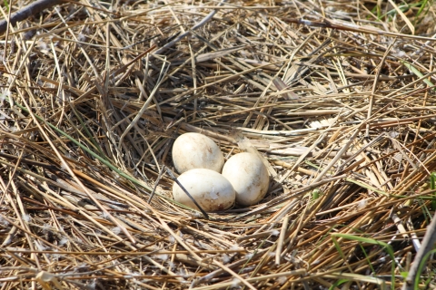 Barn owl eggs