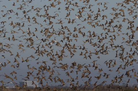 Flock of shorebirds flying at Humboldt Bay National Wildlife Refuge