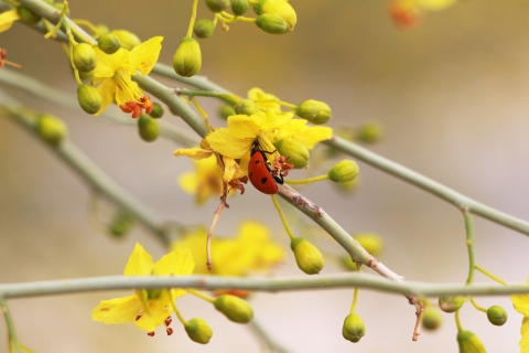 A red spotted ladybug crawls on a bright yellow flower.