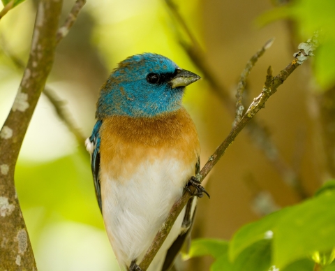 A bird with a turquoise head, small beak, and an orange and white breast perches on a branch