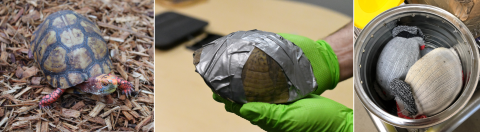 An image of three photos that shows a live Mexican box turtle on wood chips, one wrapped tightly in duct tape, and two turtles in socks inside of a large can.