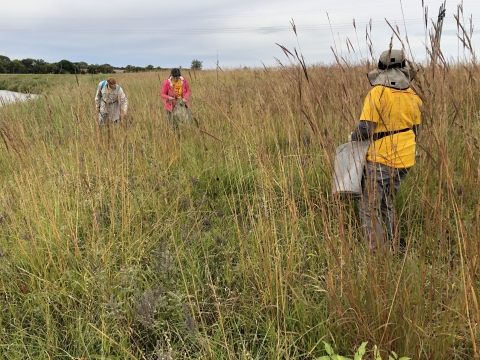 Volunteers collecting seeds in a prairie