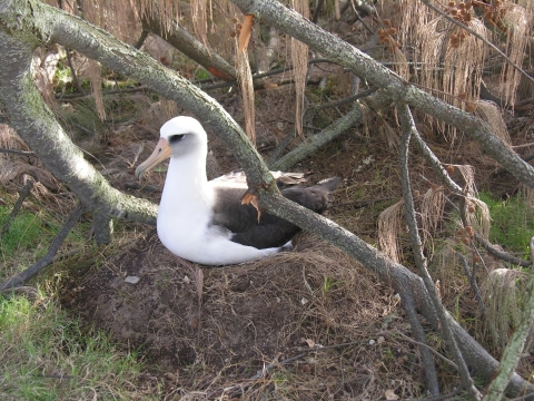 White and black seabird rest on ground nest with down tree branches all around