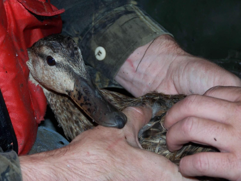 A mottled duck (Anas fulvigula) captured during a night sampling effort being fitted with a radio transmitter.