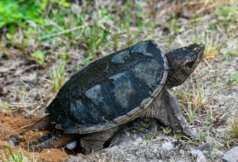 A snapping turtle lays eggs into a nest
