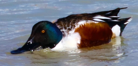 Bird with green head and white front with brown sides on the water.