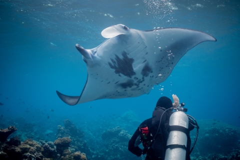 diver underside of manta ray in ocean