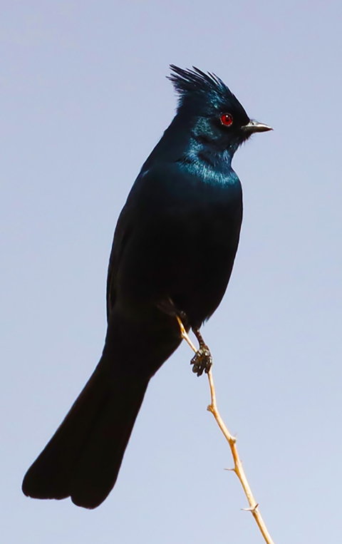 Black bird with crest and red eyes on branch with blue sky background