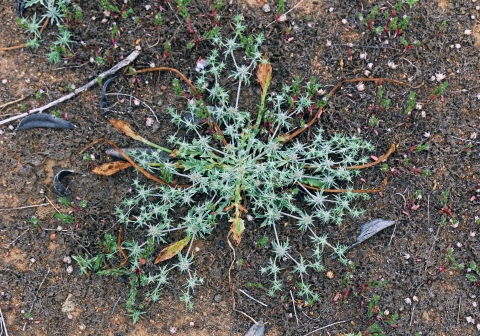 A bluish plant spreading out like a star on brown and reddish dirt that was recently rained on.