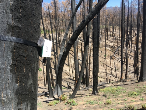 A silver box about 6 inches wide hangs on the trunk of a burnt pine tree in a forest that has experienced wildfire. The box is a remote acoustic monitoring unit. 