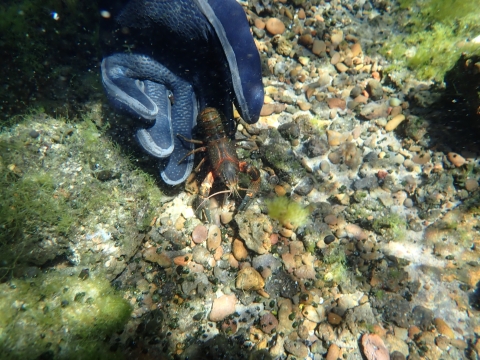 underwater, a brown and orange shasta crayfish crawls onto pebbles and algae from a gloved hand