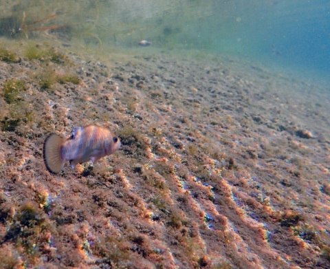 Blue-tinted fish in shallow water with tan pebble-like surface. Water is blue green towards the top.