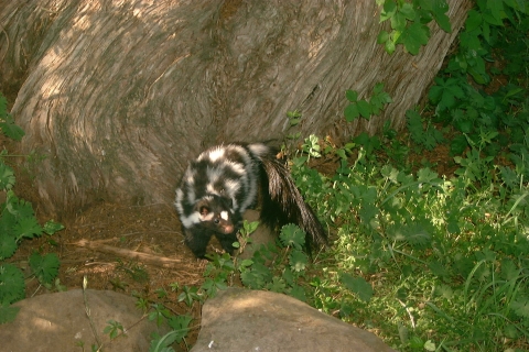 Plains spotted skunk in woodland habitat